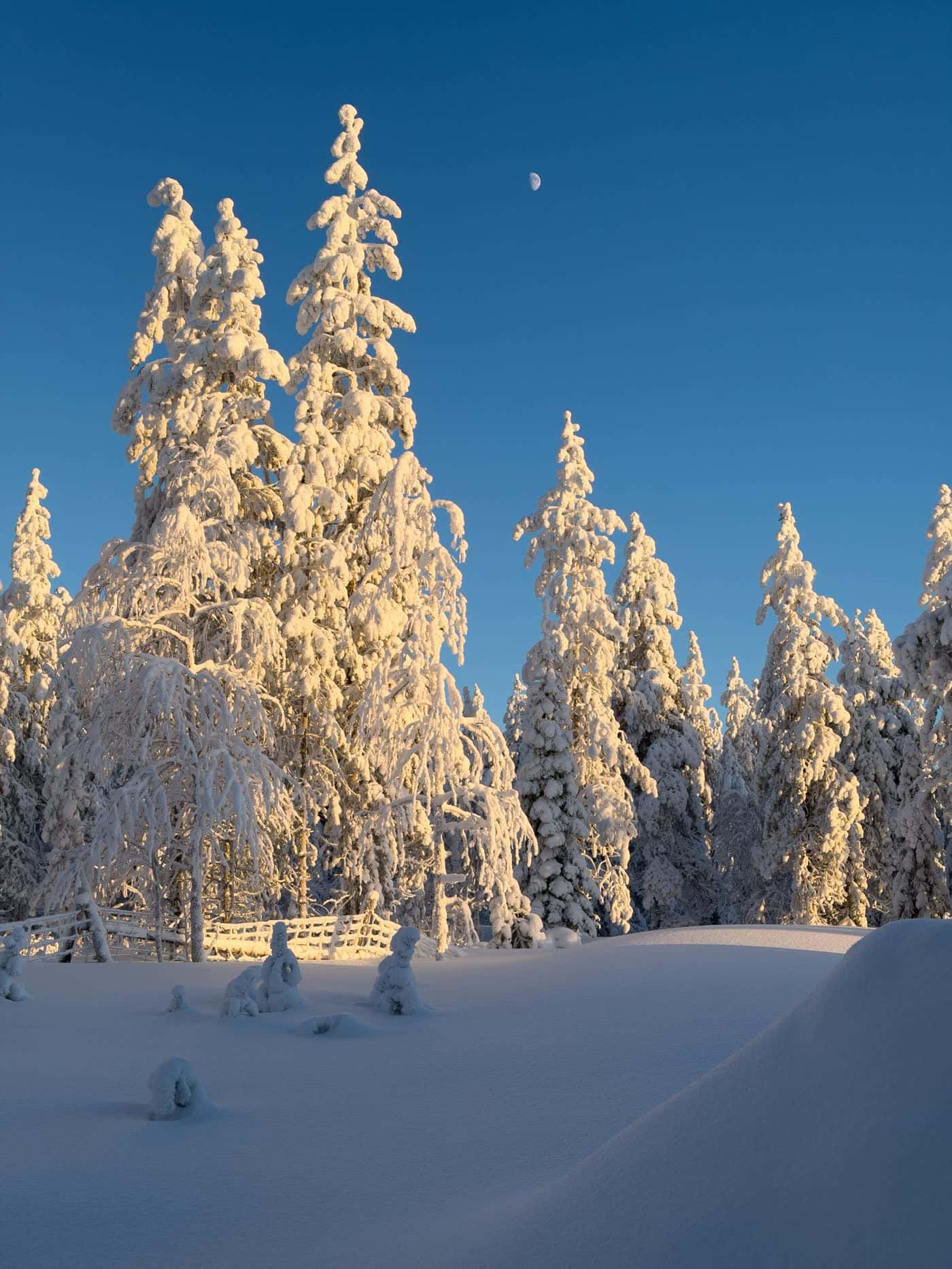Laponie en hiver : itinéraire de 5 jours à Rovaniemi et la meilleure période pour les aurores boréales